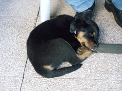Nalla Nalla